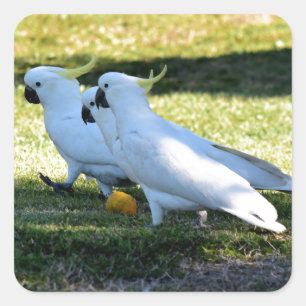 PEGATINA CUADRADA COCKATOO EN QUEENSLAND RURAL AUSTRALIA