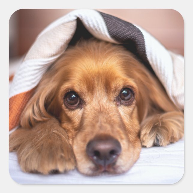 Pegatina Cuadrada Cocker español Perro inglés (Anverso)