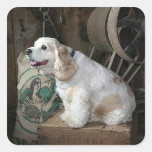 Pegatina Cuadrada cocker spaniel americano sentado