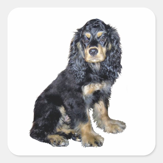 Pegatina Cuadrada Cocker Spaniel (negro y canela) (Anverso)