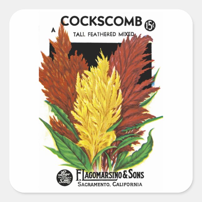 Pegatina Cuadrada Cockscomb (Anverso)