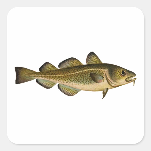 Pegatina Cuadrada Cod Atlántico (Anverso)