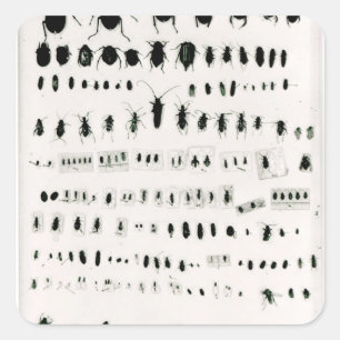 Pegatina Cuadrada Colección de insectos de Darwin