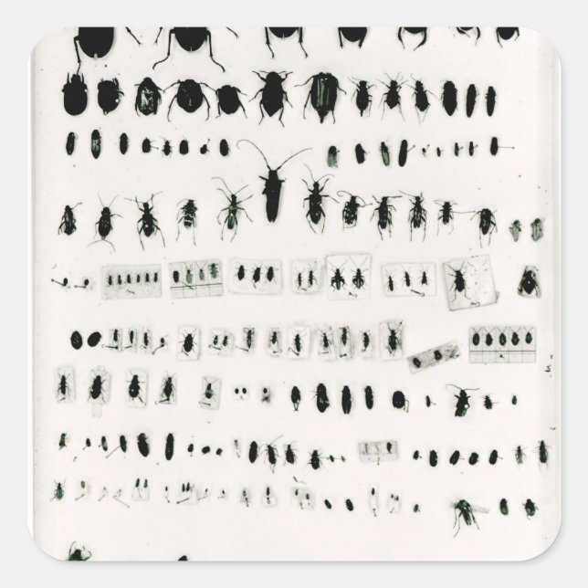 Pegatina Cuadrada Colección de insectos de Darwin (Anverso)