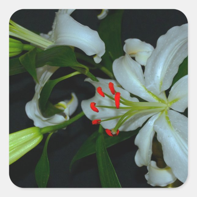 Pegatina Cuadrada Colección irlandesa de Brass y Flores (Anverso)