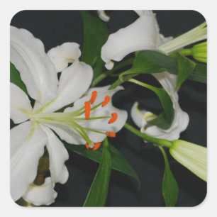 Pegatina Cuadrada Colección irlandesa de Brass y Flores