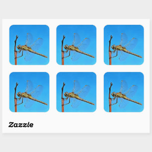 Pegatina Cuadrada Colgar Sobre La Dragonfly Artística Contra El Azul