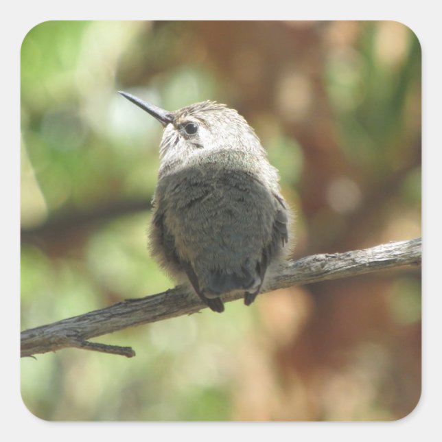 Pegatina Cuadrada Colibrí (Anverso)