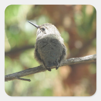 Pegatina Cuadrada Colibrí