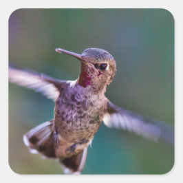 Pegatina Cuadrada Colibrí