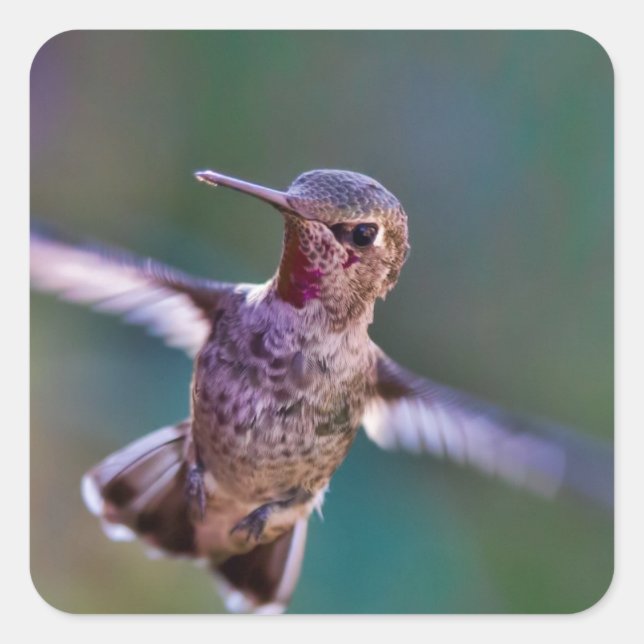 Pegatina Cuadrada Colibrí (Anverso)