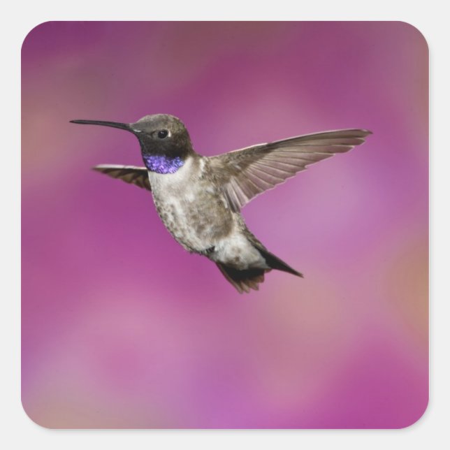 Pegatina Cuadrada Colibrí de barbilla negra, Archilochus (Anverso)