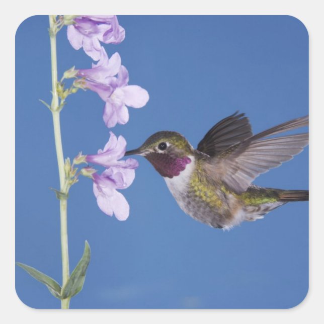 Pegatina Cuadrada Colibrí de cola ancha, Selasphorus (Anverso)