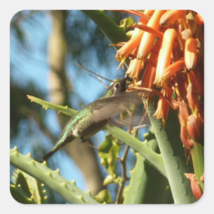 Pegatina Cuadrada Colibrí de Garganta Negra en Vuelo