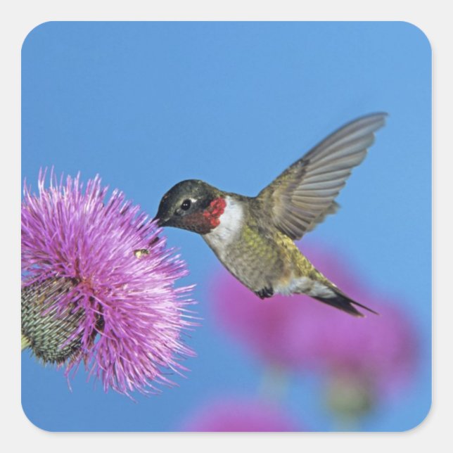 Pegatina Cuadrada Colibrí de garganta rubí (Anverso)