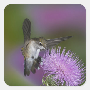 Pegatina Cuadrada Colibrí de garganta rubí en vuelo en cardo