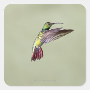 Pegatina Cuadrada Colibrí de Mango con pechos verdes Antracocorax 2