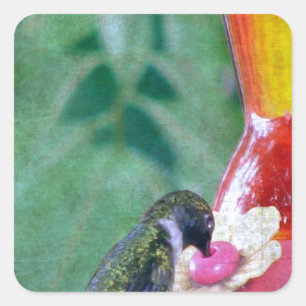 Pegatina Cuadrada Colibrí en el alimentador