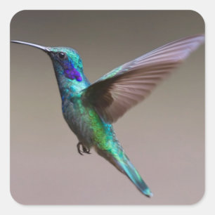 Pegatina Cuadrada Colibrí en vuelo