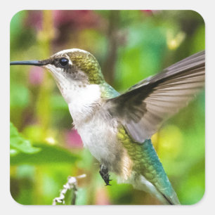Pegatina Cuadrada Colibrí en vuelo