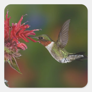 Pegatina Cuadrada Colibrí garganta de rubí macho