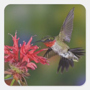 Pegatina Cuadrada Colibrí garganta de rubí macho