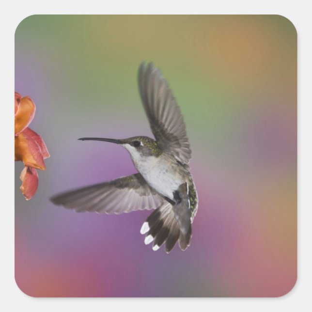 Pegatina Cuadrada Colibrí garganta rubí hembra en vuelo (Anverso)