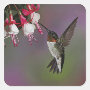 Pegatina Cuadrada Colibrí garganta rubí macho, Archilochus