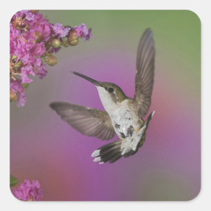 Pegatina Cuadrada Colibrí garganta rubí macho juvenil