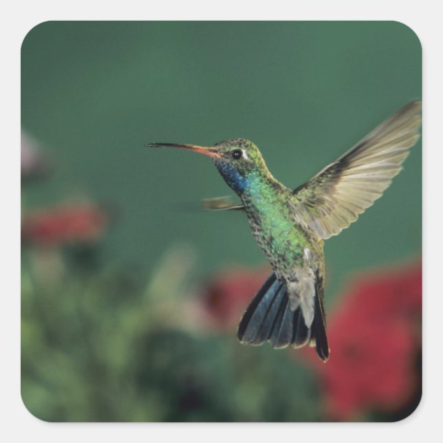 Pegatina Cuadrada Colibrí Picolargo, Cynanthus (Anverso)