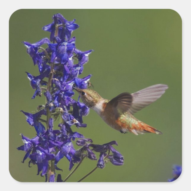 Pegatina Cuadrada Colibrí rojizo (Anverso)
