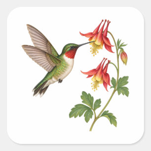 Pegatina Cuadrada Colibrí verde junto a flores silvestres rojas
