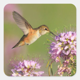 Pegatina Cuadrada Colibrí y flores silvestres