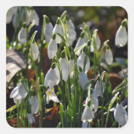 Pegatina Cuadrada Colirio de nieve