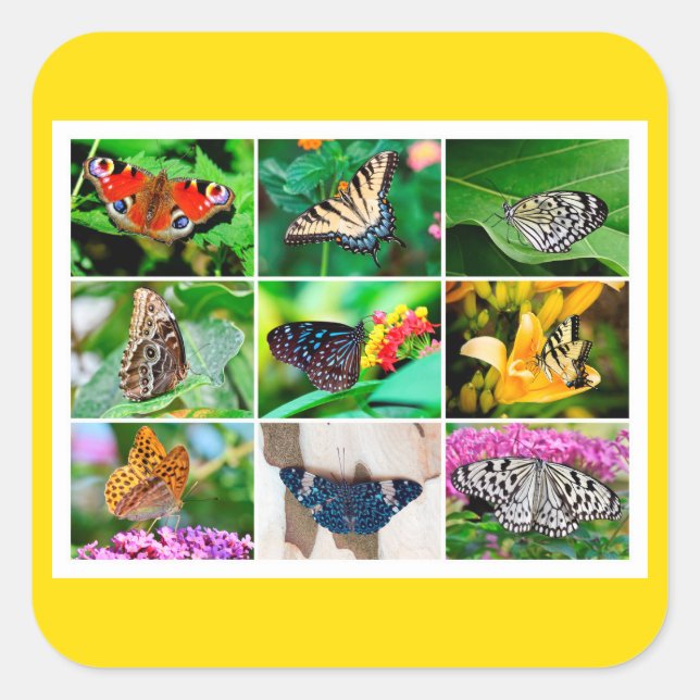 Pegatina Cuadrada Collage de mariposas espléndidas, 9 fotos (Anverso)