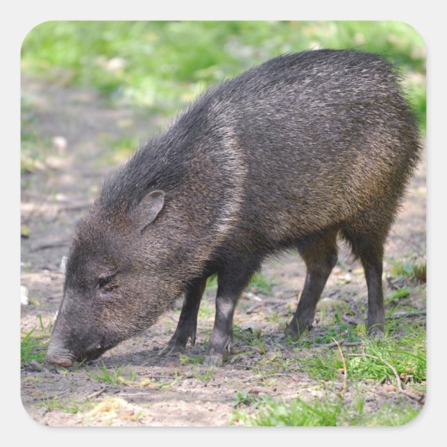 Pegatina Cuadrada Collared Peccary caminando Postcard Ornamento Meta (Anverso)