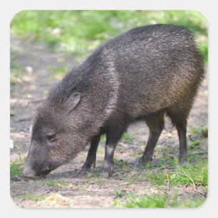 Pegatina Cuadrada Collared Peccary caminando Postcard Ornamento Meta