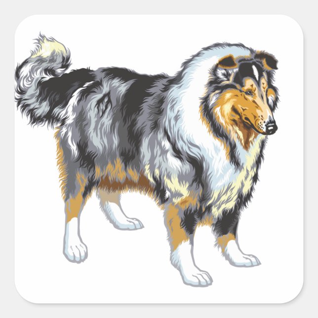 Pegatina Cuadrada collie (Anverso)