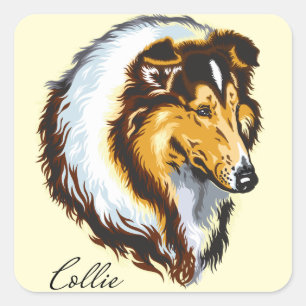 Pegatina Cuadrada collie