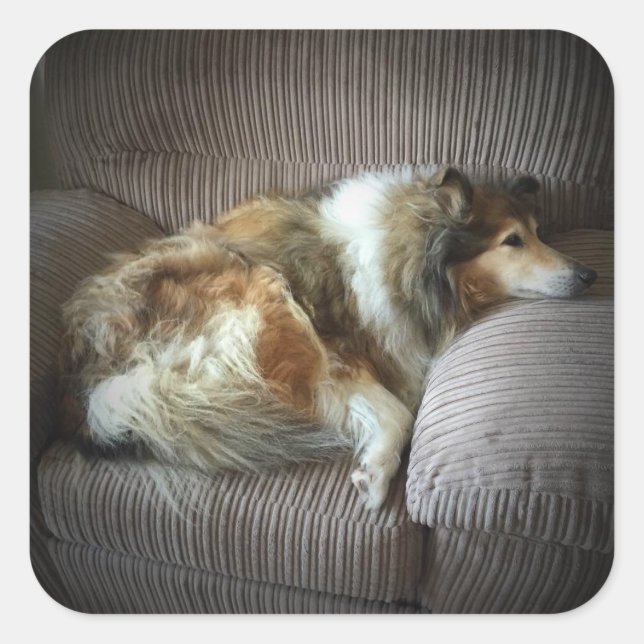 Pegatina Cuadrada Collie áspera en el sillón" (Anverso)