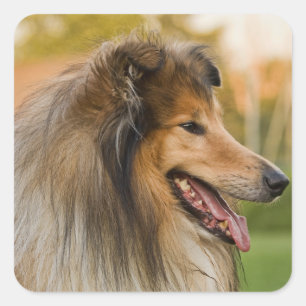 Pegatina Cuadrada collie Áspero-revestido