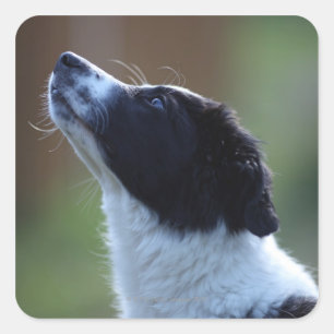 Pegatina Cuadrada Collie de borde de ventana