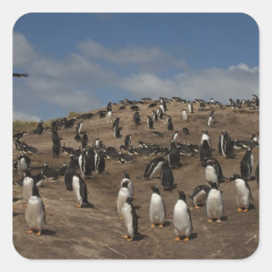 Pegatina Cuadrada Colonia Gentoo Penguin (Pygoscelis papua) en el oe