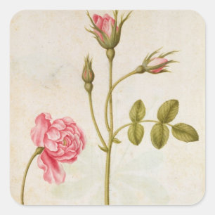 Pegatina Cuadrada Color de rosa rosado, c.1568