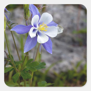 Pegatina Cuadrada Colorado Columbine