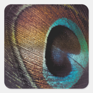 Pegatina Cuadrada Colores Antiguos Ojo de Pluma de Pavo Real