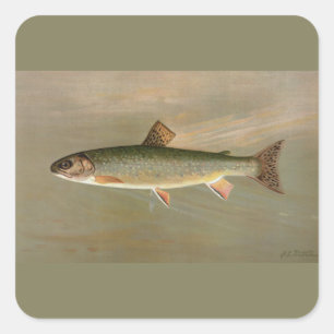 Pegatina Cuadrada Colorido arte de peces vintage norteamericano de t