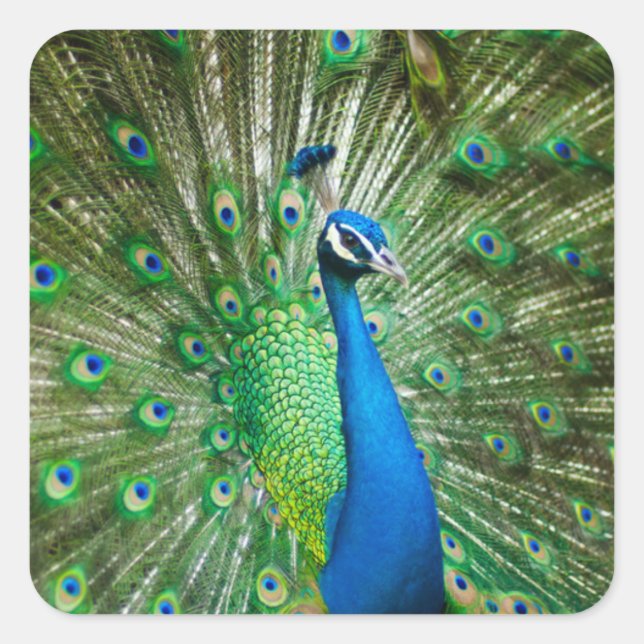 Pegatina Cuadrada Colorido Peacock Bird Animal (Anverso)