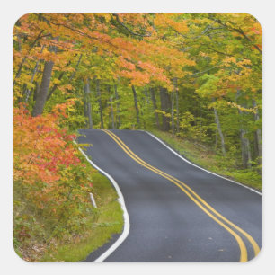 Pegatina Cuadrada Coloridos arboles de arce en otoño en escena