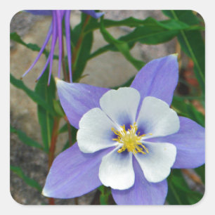Pegatina Cuadrada Columbina azul